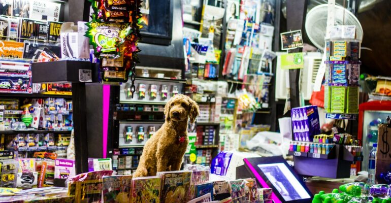 dog sitting on counter